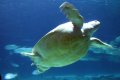 Adventure Aquarium Aug 11, 2009