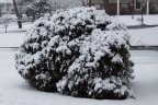 Light Snow